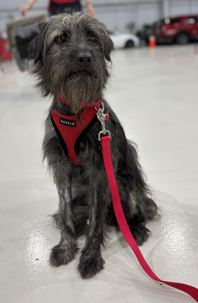 A scruffy mixed-breed dog with a beard, sitting indoors on a shiny floor, wearing a red harness and leash.