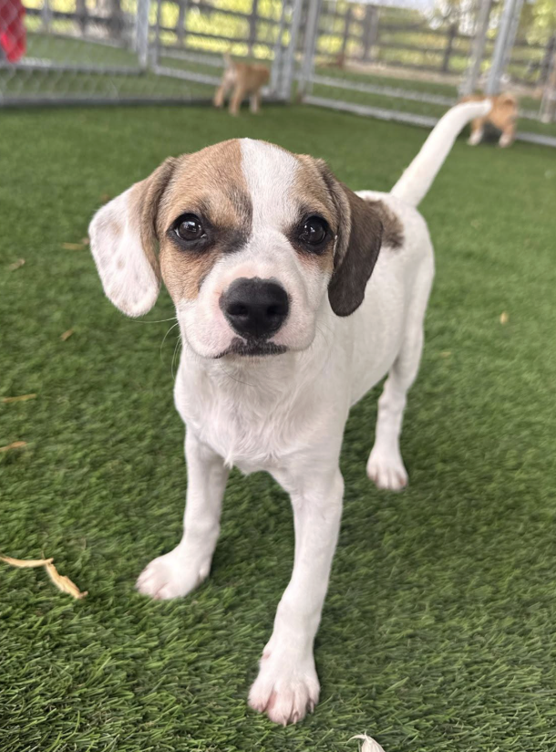 A small dog with a white body and brown and black markings on its face, standing on green artificial grass in an outdoor enclosure with fencing and other dogs in the background.