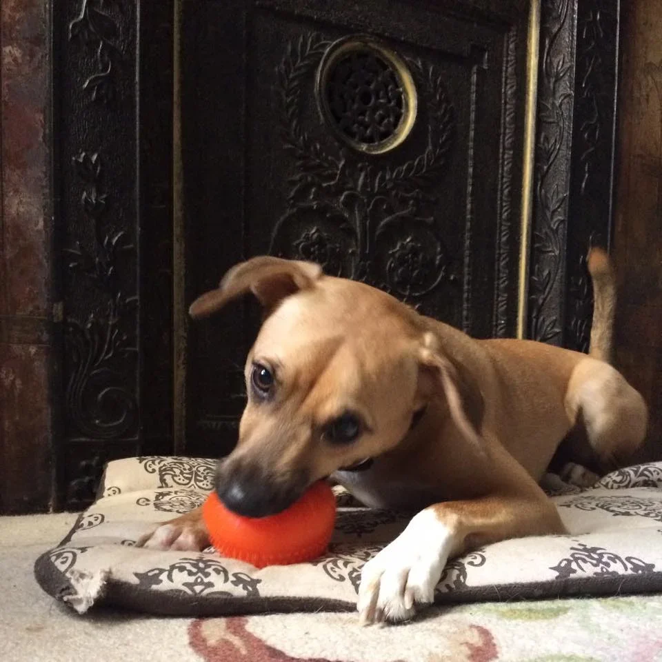 A tan dog with white paws and a black nose playing with an orange ball on a paw print patterned mat in front of a dark decorative fireplace.
