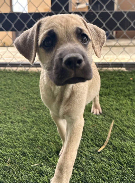 A young puppy with tan fur and dark eyes walking on green artificial grass near a chain-link fence.
