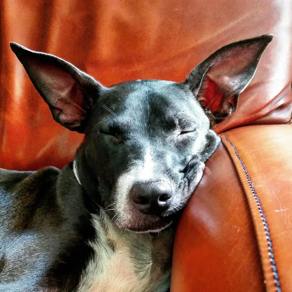 A small black and white dog with large ears is sleeping peacefully with its face resting on a brown leather armrest.