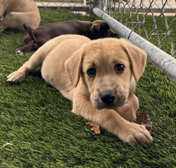 A tan puppy lying on green artificial grass with other puppies in the background.