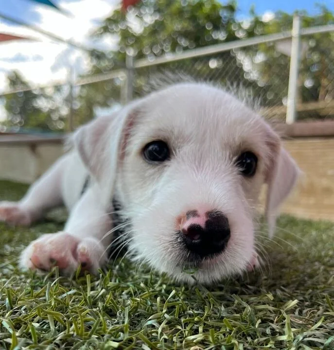Close-up of a cute white puppy with black nose lying on grass outdoors, fence and trees in background.