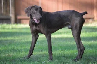 Black dog standing on green grass with a wooden fence in the background.