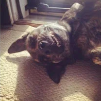 A dog lying on its back on a carpeted floor, looking at the camera with a relaxed expression.