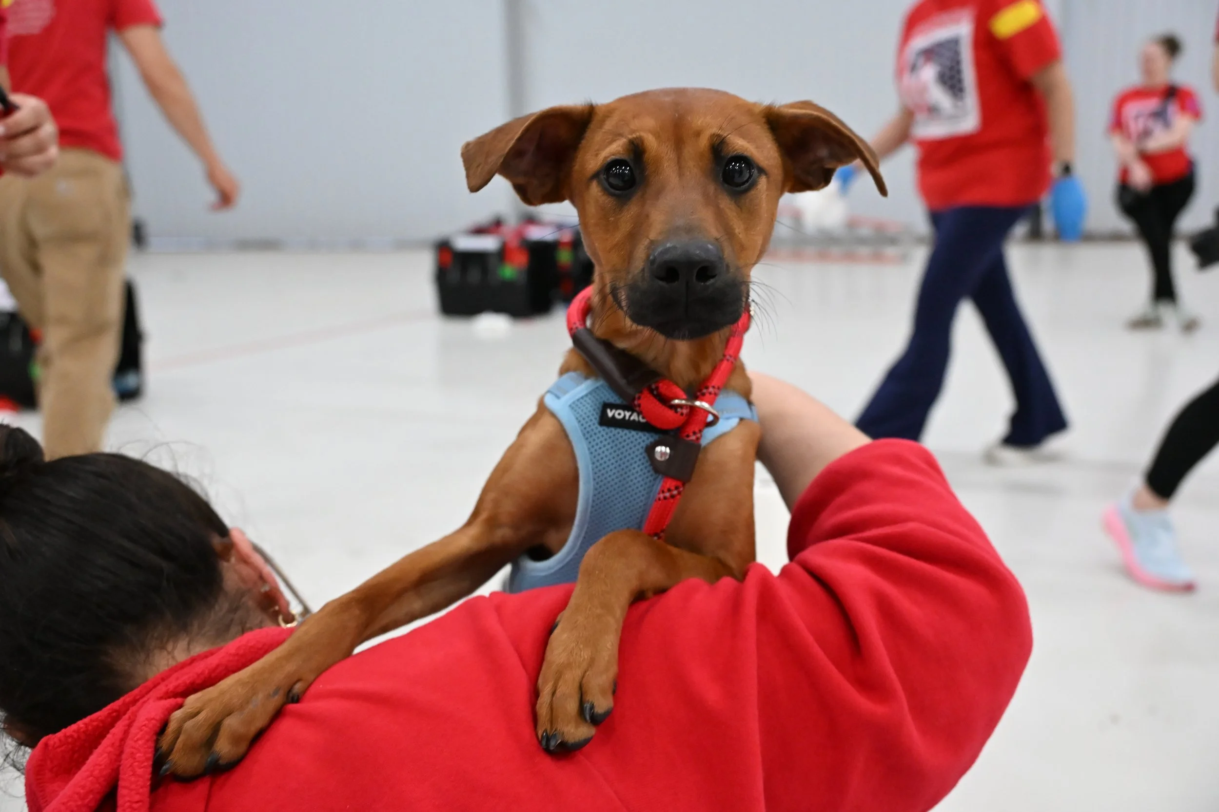 A close-up of a brown dog with expressive eyes being held by a person wearing a red jacket in an indoor space. The dog appears calm and attentive.