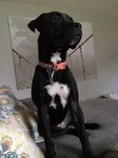 A black dog with a white patch on its chest sitting on a couch in a living room.