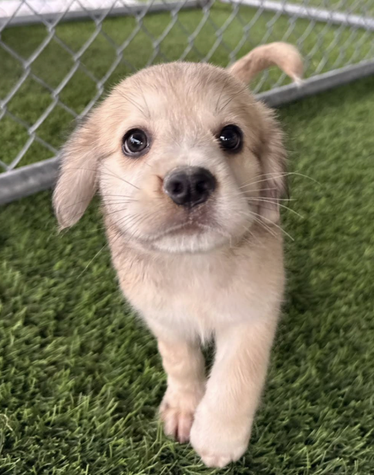 A cute puppy walking on green grass near a chain-link fence.