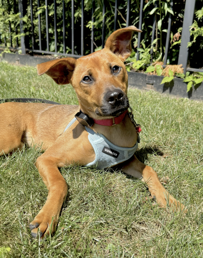 A brown dog with a black nose and expressive ears, lying on green grass in front of a black metal fence and some shrubbery, wearing a red collar and a blue harness.