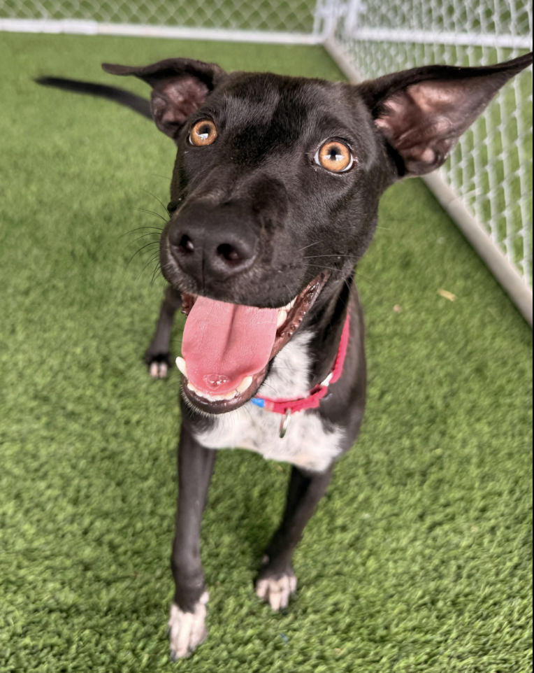 A happy black dog with pointed ears and white paws, sitting on green artificial grass near a white fence, with its tongue out and looking at the camera.