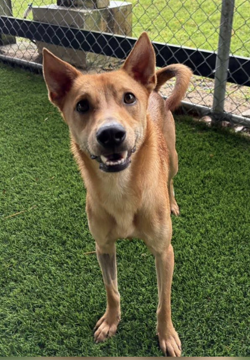 Young tan dog with large ears standing on green grass near a chain-link fence, looking at the camera with a happy expression.