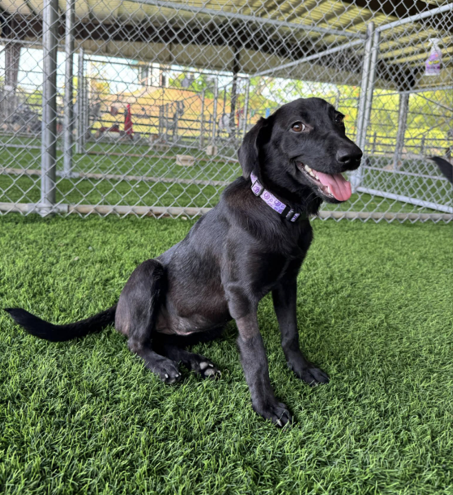 A black Labrador Retriever mix dog sitting on artificial grass in a dog kennel, smiling with tongue out, wearing a purple collar.