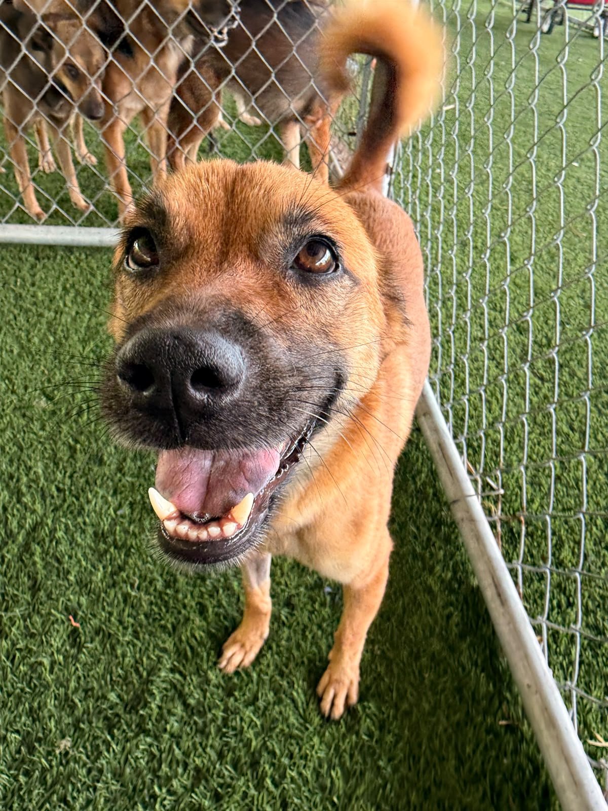 A happy, tan dog with a black nose and open mouth, standing on green artificial grass next to a metal chain-link fence, with a few other dogs visible in the background.