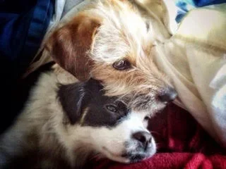 Two puppies cuddling together on a blanket.