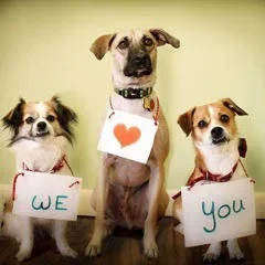 Three dogs holding signs that spell out 'We love You'.