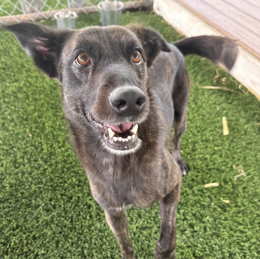 A happy brindle-colored dog looking up outdoors on green grass, with a wooden fence in the background.