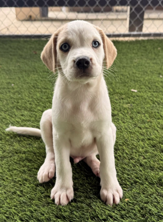 A cute puppy with tan floppy ears and striking blue eyes sitting on green grass, with a fence and building in the background.