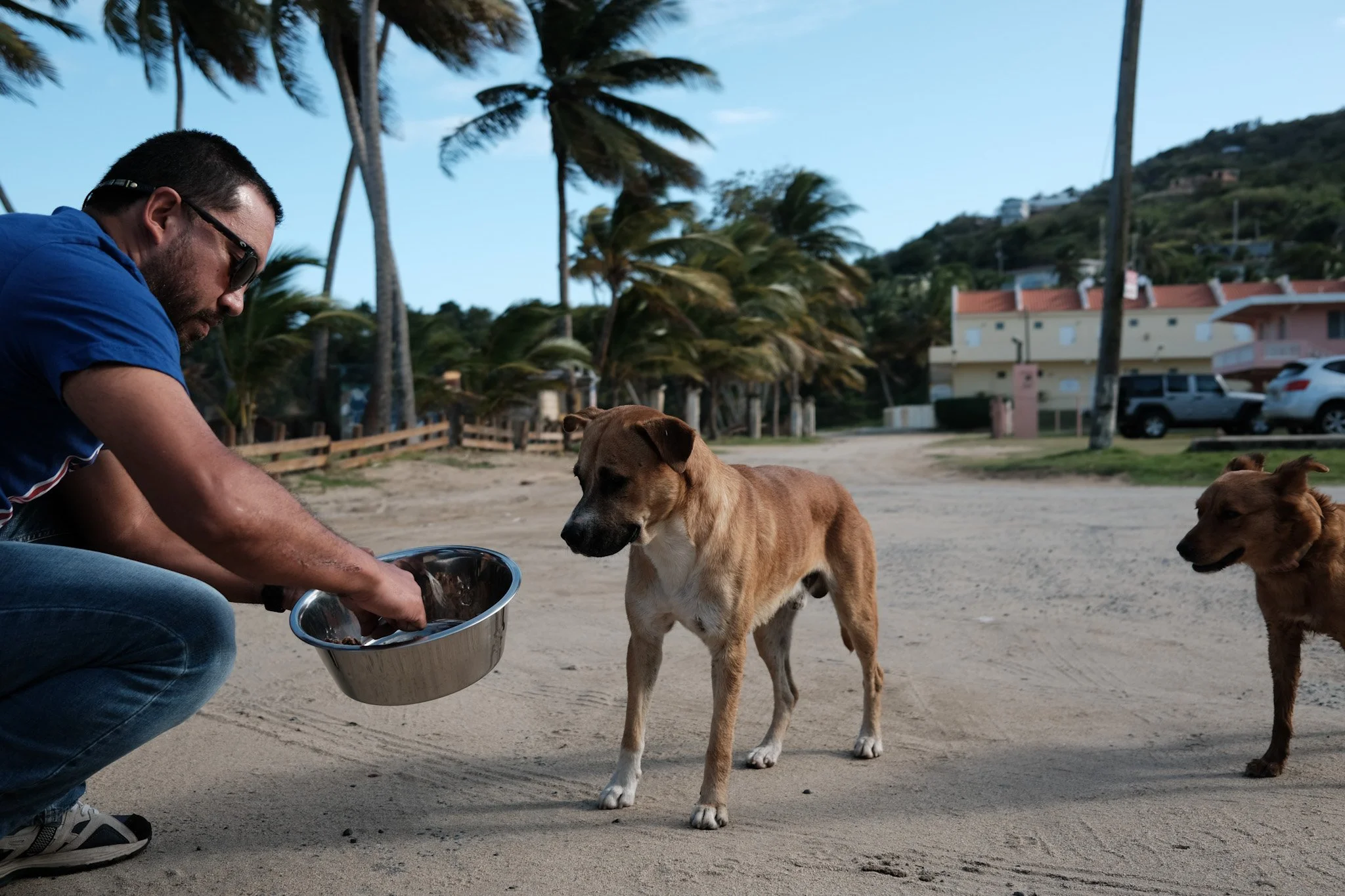 A man in sunglasses is kneeling on a sandy beach, feeding two brown dogs. Palm trees and residential buildings are visible in the background under a partly cloudy sky.
