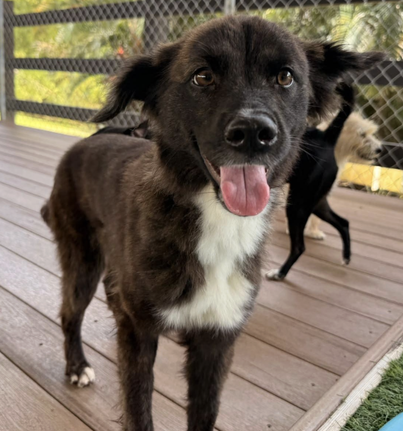 A happy black and white dog with a pink tongue hanging out, standing on a wooden deck.
