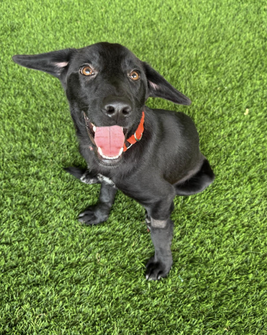Black dog with brown eyes and an orange collar, sitting on green grass with mouth open and tongue out.