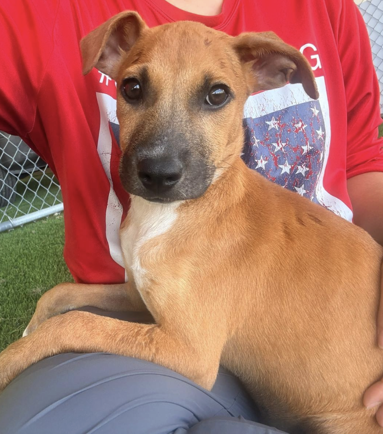 A tan puppy with a black nose and dark eyes sitting on a person's lap, with a chain-link fence and green grass in the background.