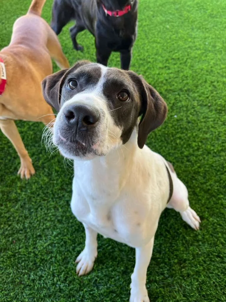 A close-up of a white and black dog looking directly at the camera, sitting on green grass with two other dogs in the background.