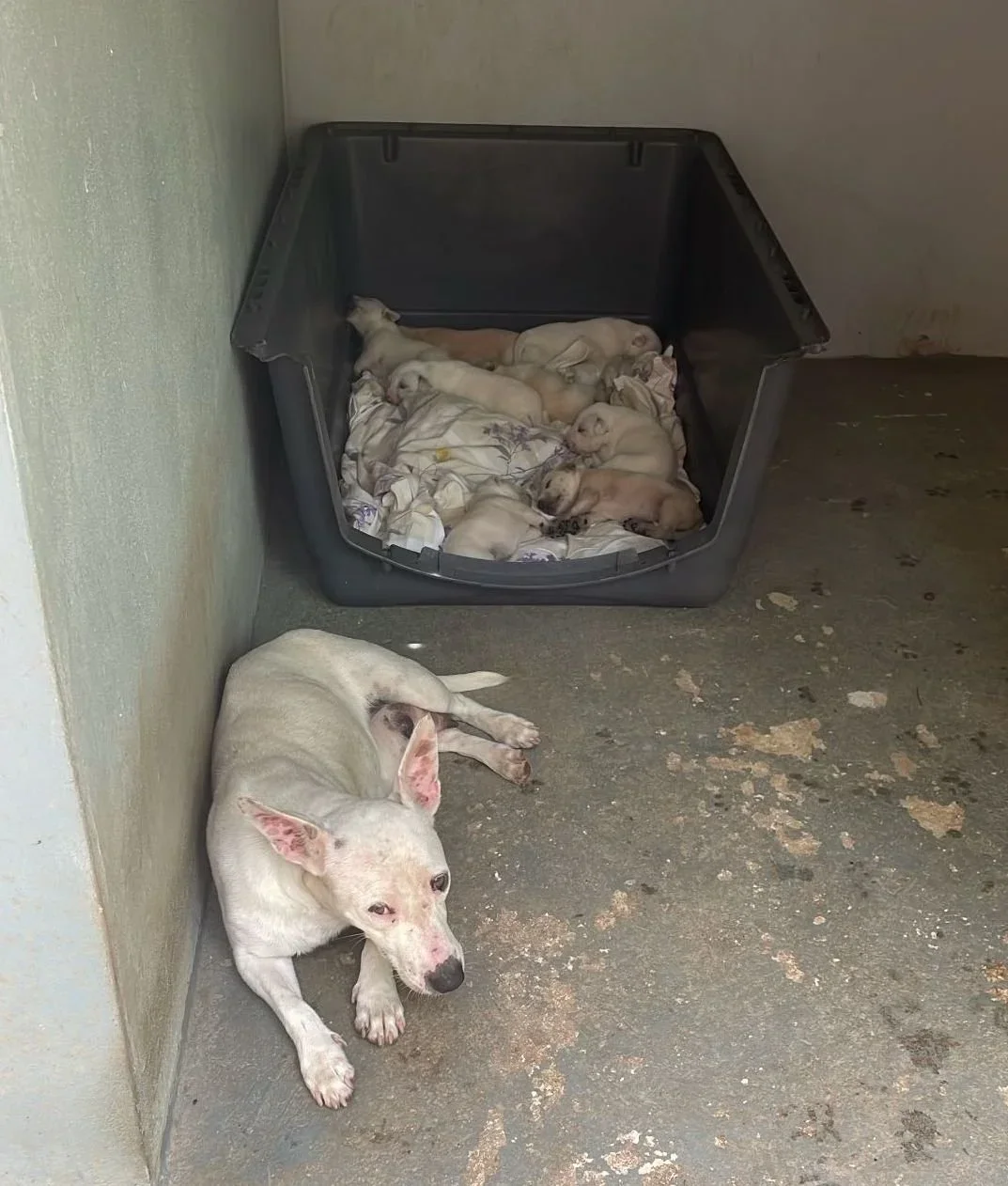 A white dog lying on the floor in front of a wall and a large plastic container filled with many newborn puppies sleeping on a blanket.