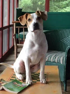 A dog sitting on a wooden porch next to a green chair, with a magazine on the floor in front of it.