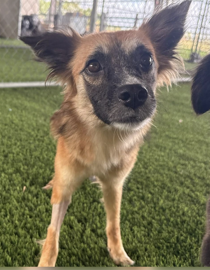 Close-up of a small mixed-breed dog with tan and black fur on green artificial grass, outdoors in a fenced area