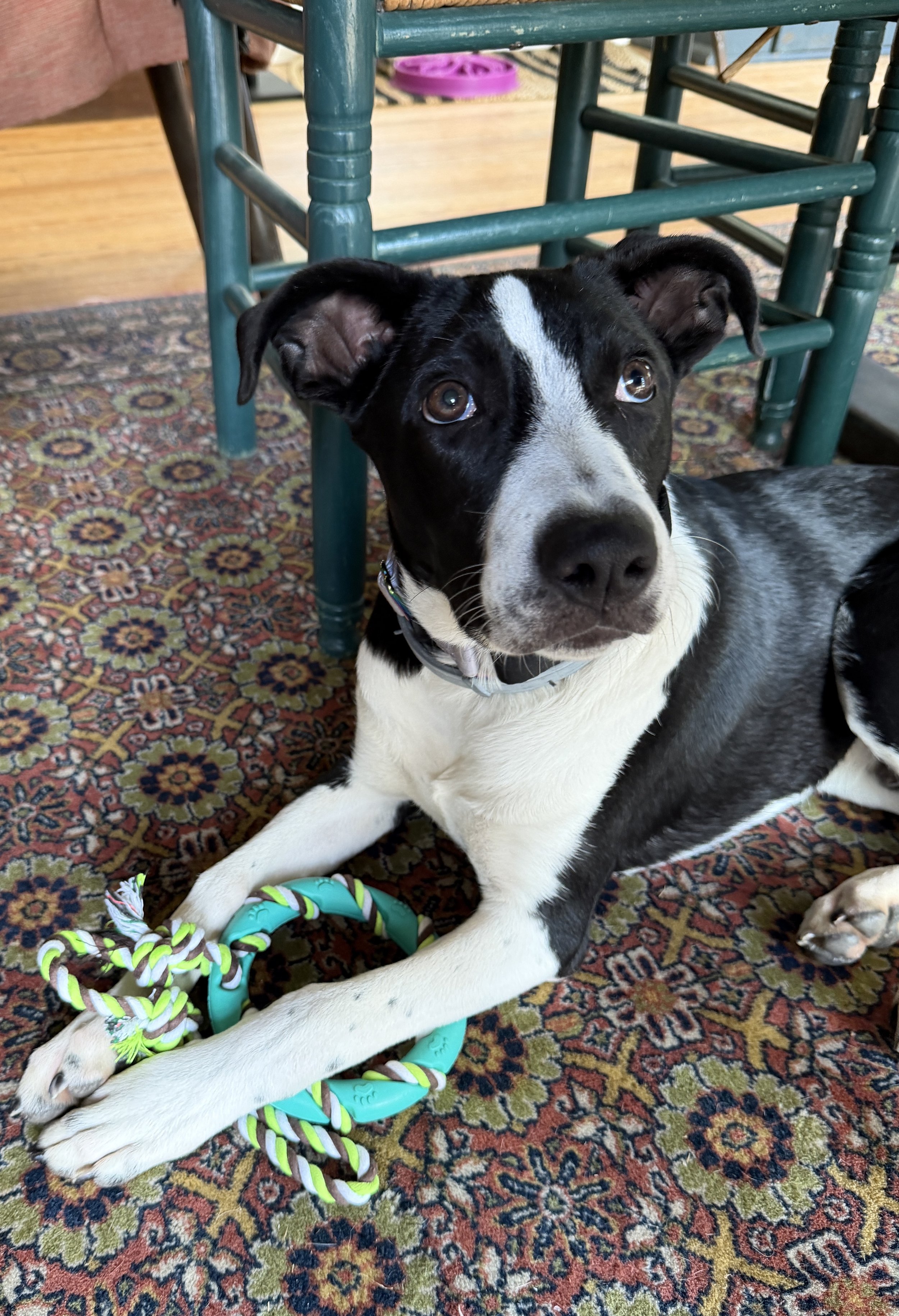 A black and white dog with brown eyes lying on a patterned rug, looking at the camera. There are colorful toy ropes near its paws, and chairs and a table are in the background.