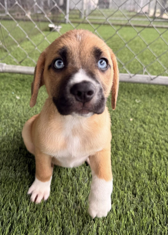 Cute puppy with blue eyes sitting on green grass in front of a chain-link fence.
