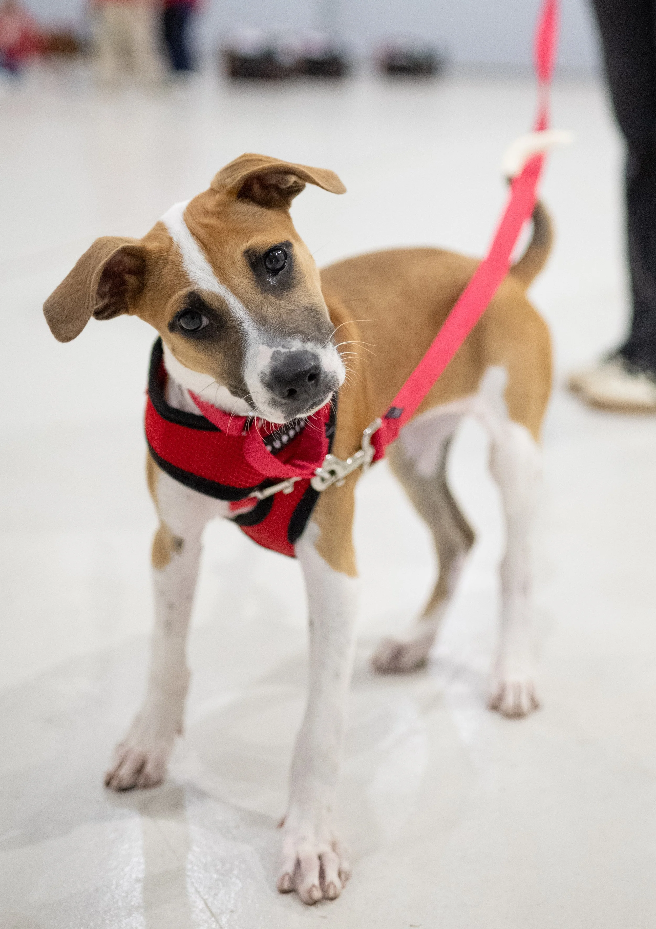 A young brown and white dog wearing a red harness and red leash, standing on a white floor indoors, looking at the camera.