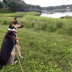 Dog sitting on grass near a river with boats and trees in the background.