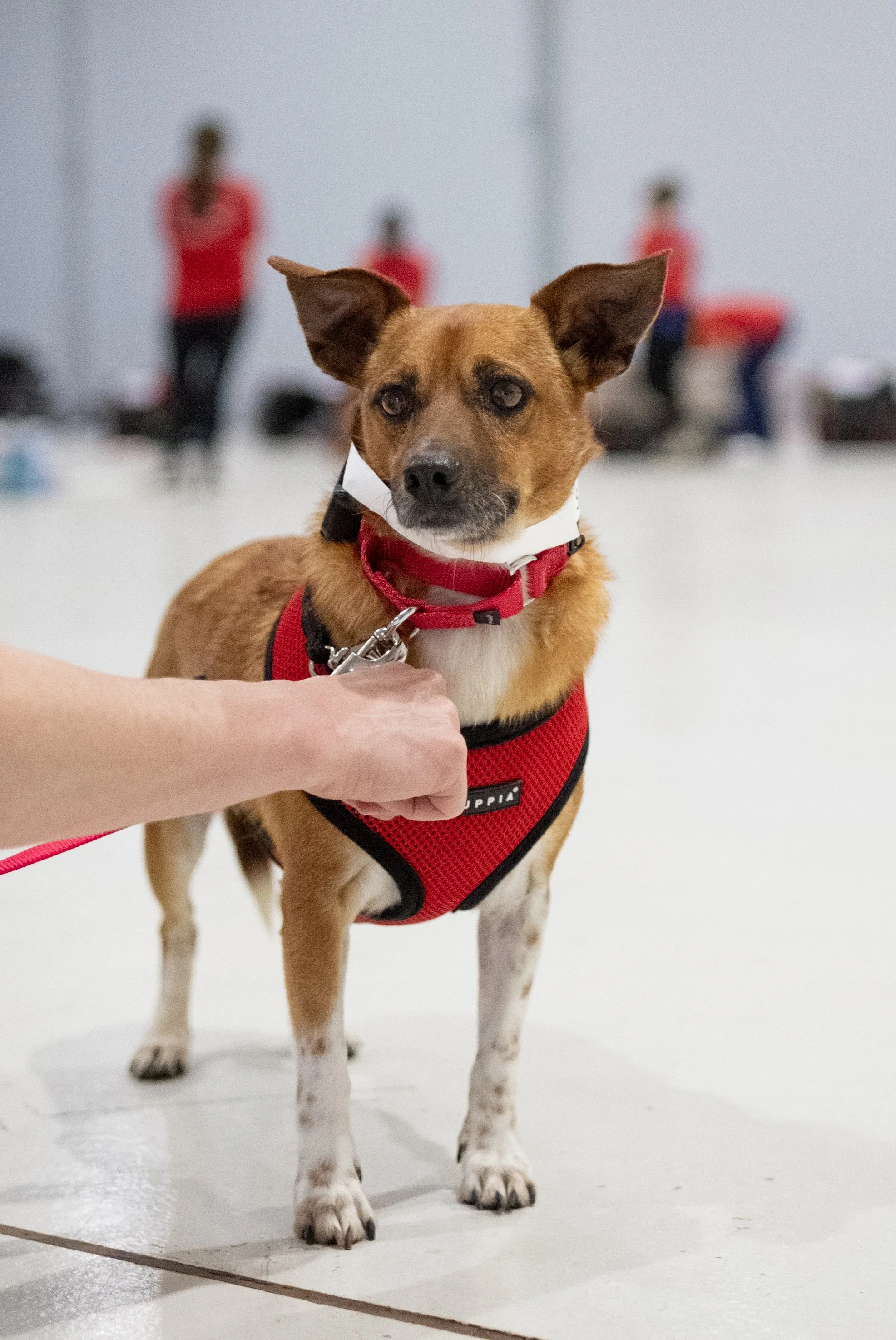 A dog wearing a red harness standing on a white floor in an indoor setting, with a person holding the leash, and three people in red shirts blurred in the background.