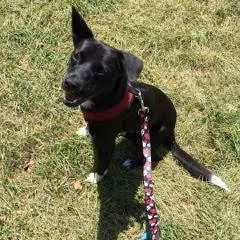 Black dog sitting on grass with a pink leash and harness