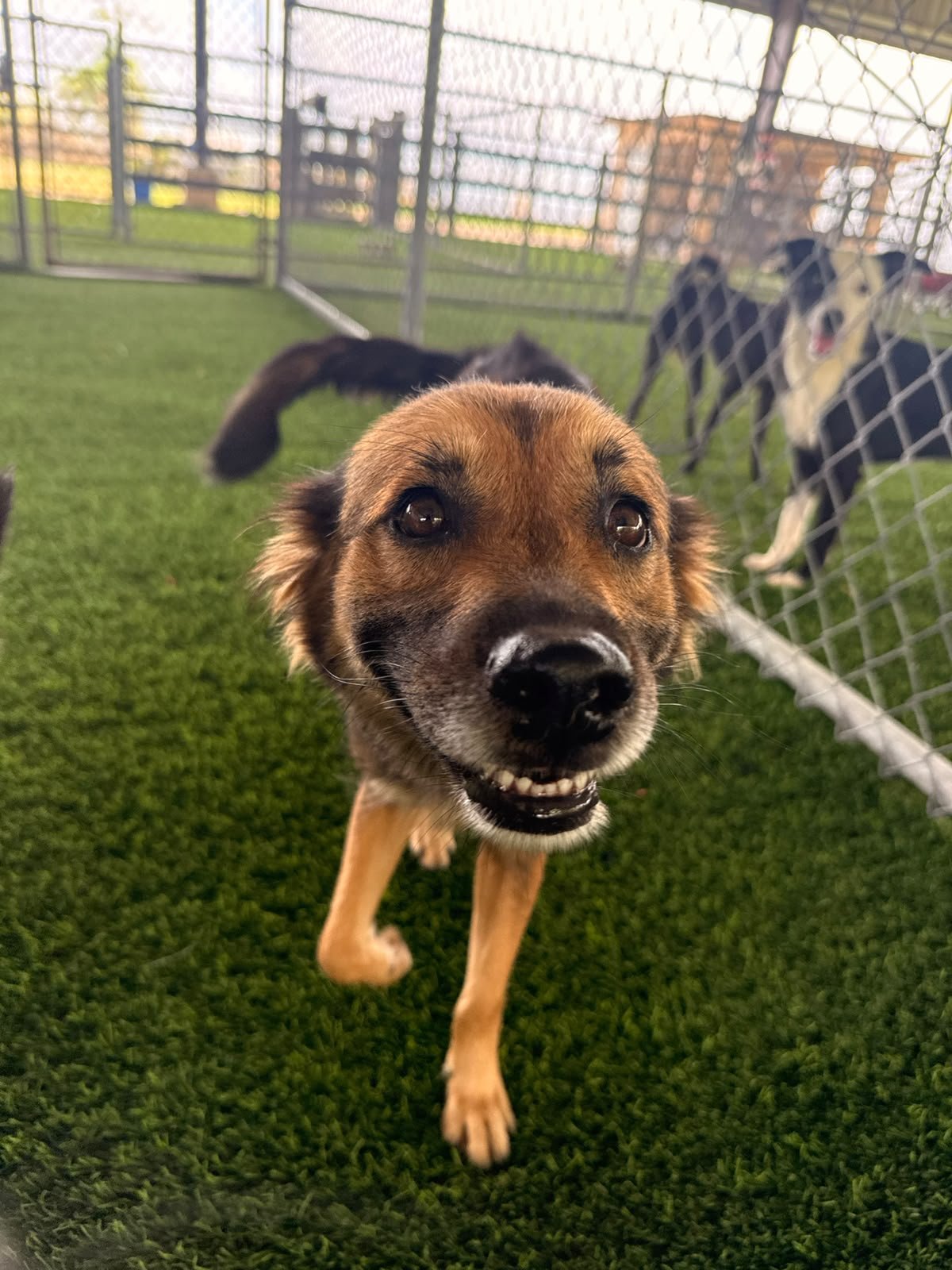 Close-up of a happy brown and black dog running towards the camera inside a fenced dog park with green grass.