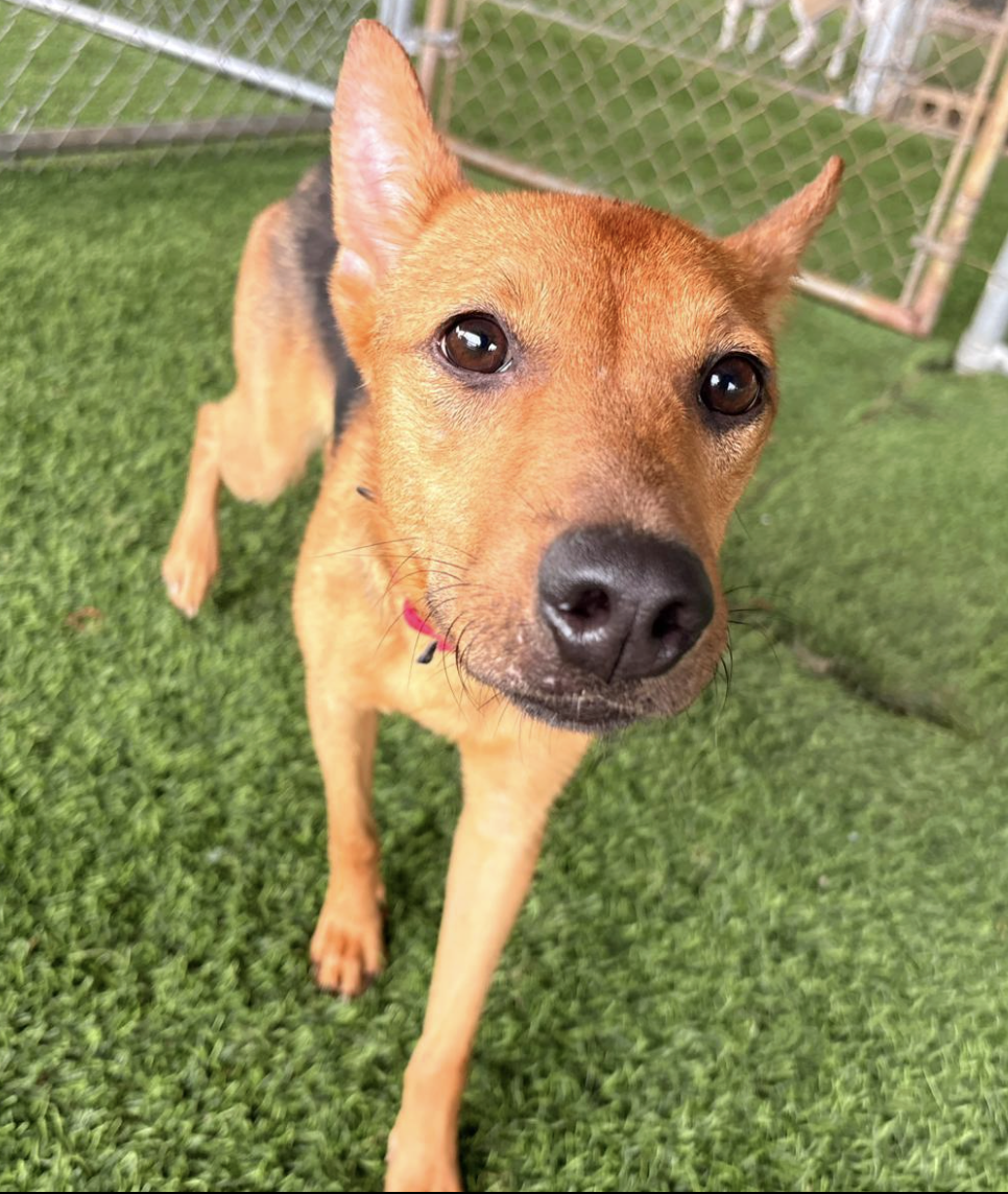 A close-up of a brown and black dog with a pink collar, standing on green grass with a chain-link fence in the background.