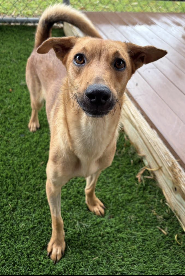 Close-up of a tan dog with expressive brown eyes, standing on green grass, near a wooden platform.
