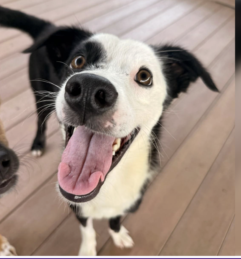 Close-up of a happy black and white dog with its tongue out, standing on wooden flooring.