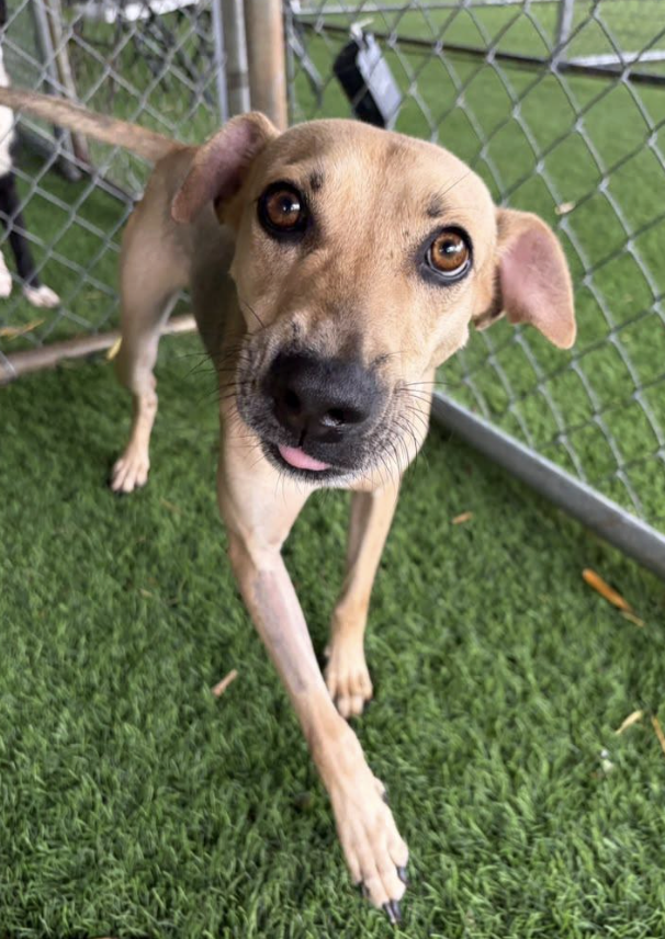 A tan dog with expressive brown eyes and floppy ears standing on green artificial grass inside a fenced area, looking directly at the camera with its tongue slightly sticking out.