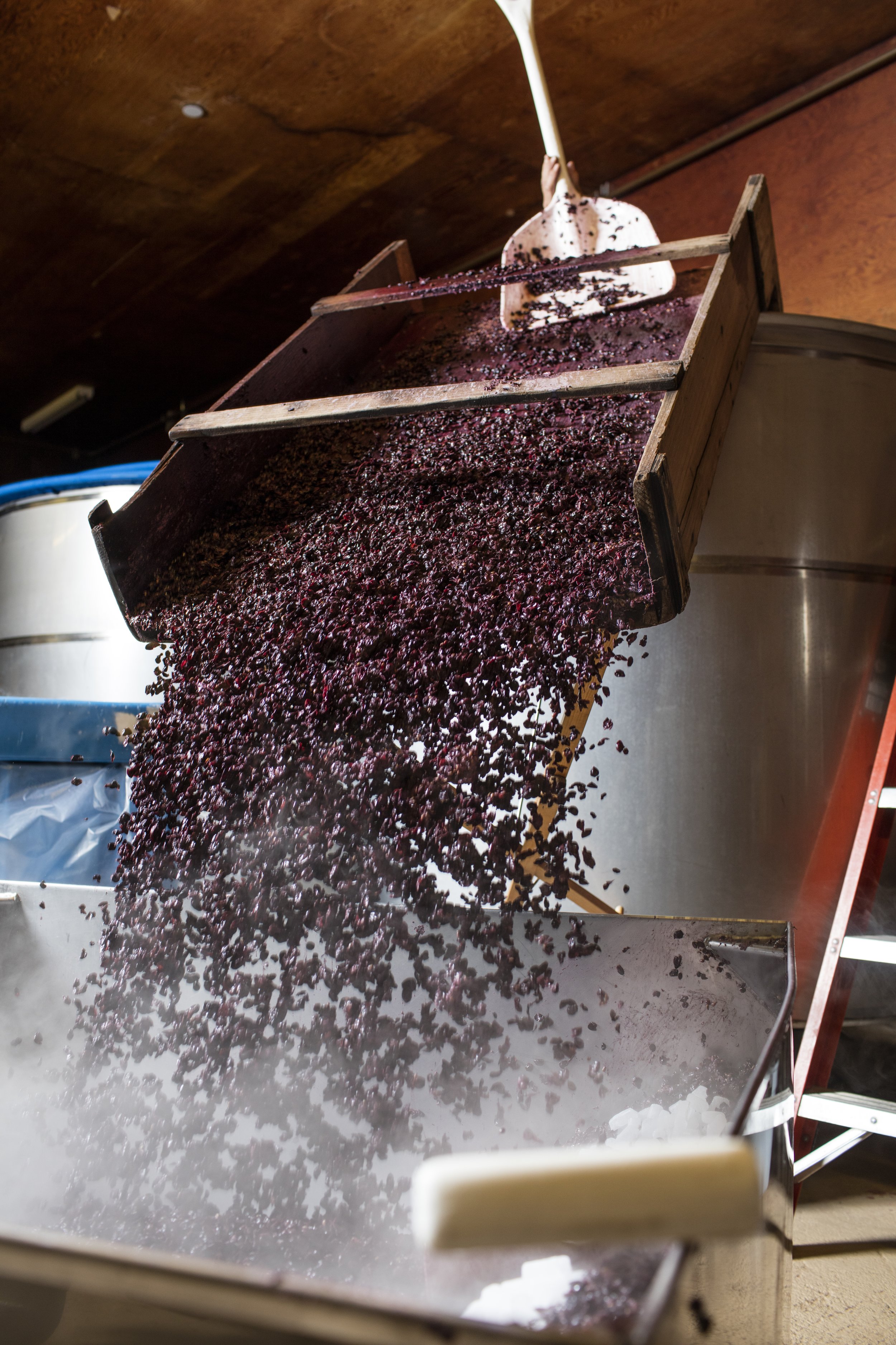 Grapes being poured into a large stainless steel container during wine production.