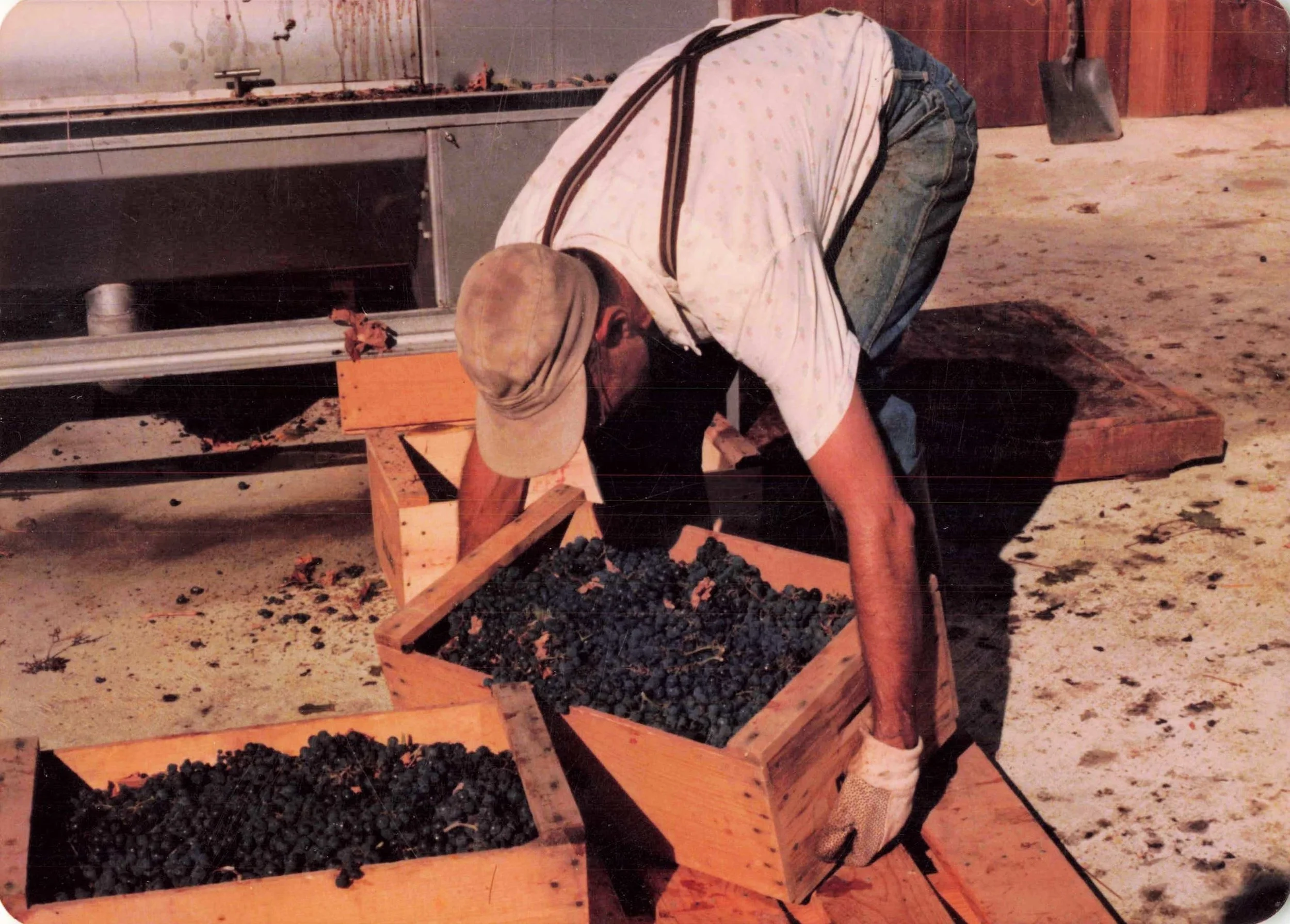 A person wearing a beige cap, striped suspenders, and a white shirt working with grapes in a wooden container in a rustic setting.