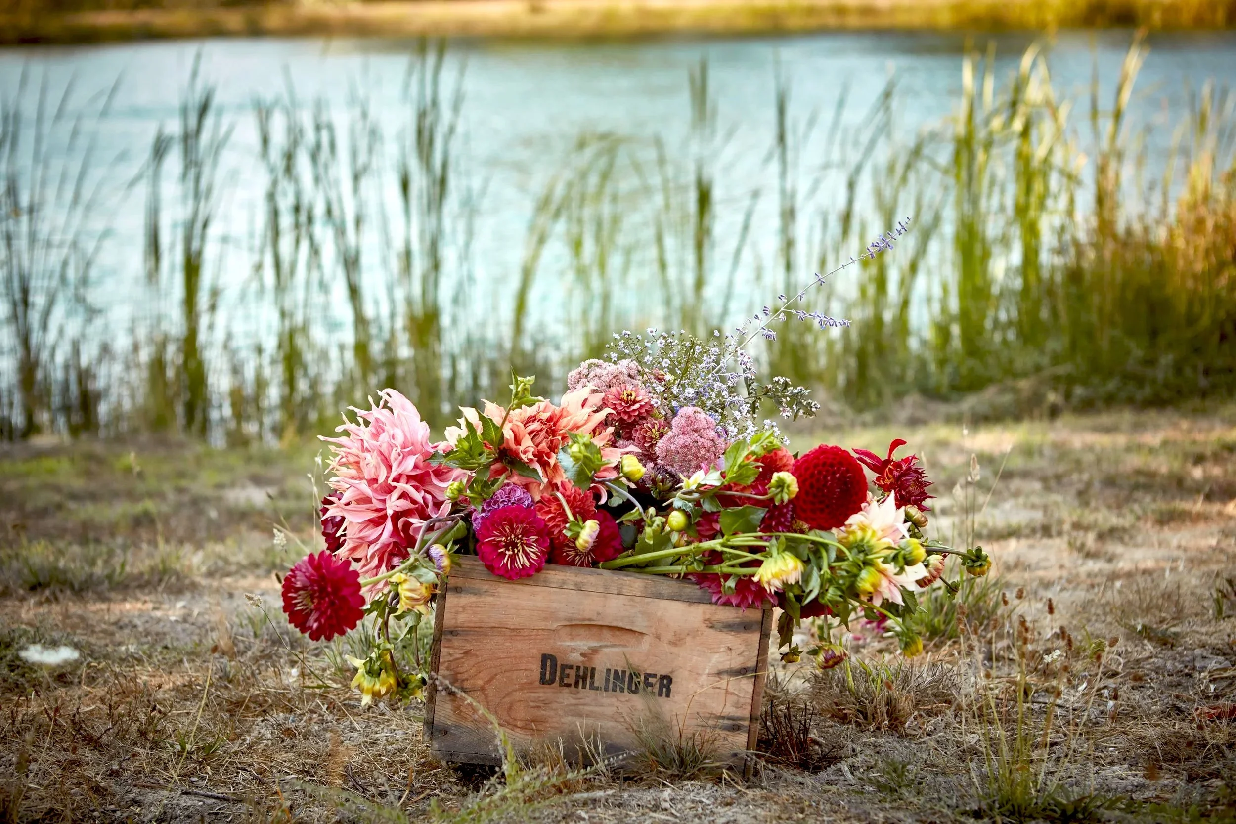 A wooden box filled with colorful flowers, positioned on grass near a body of water with tall reeds in the background.
