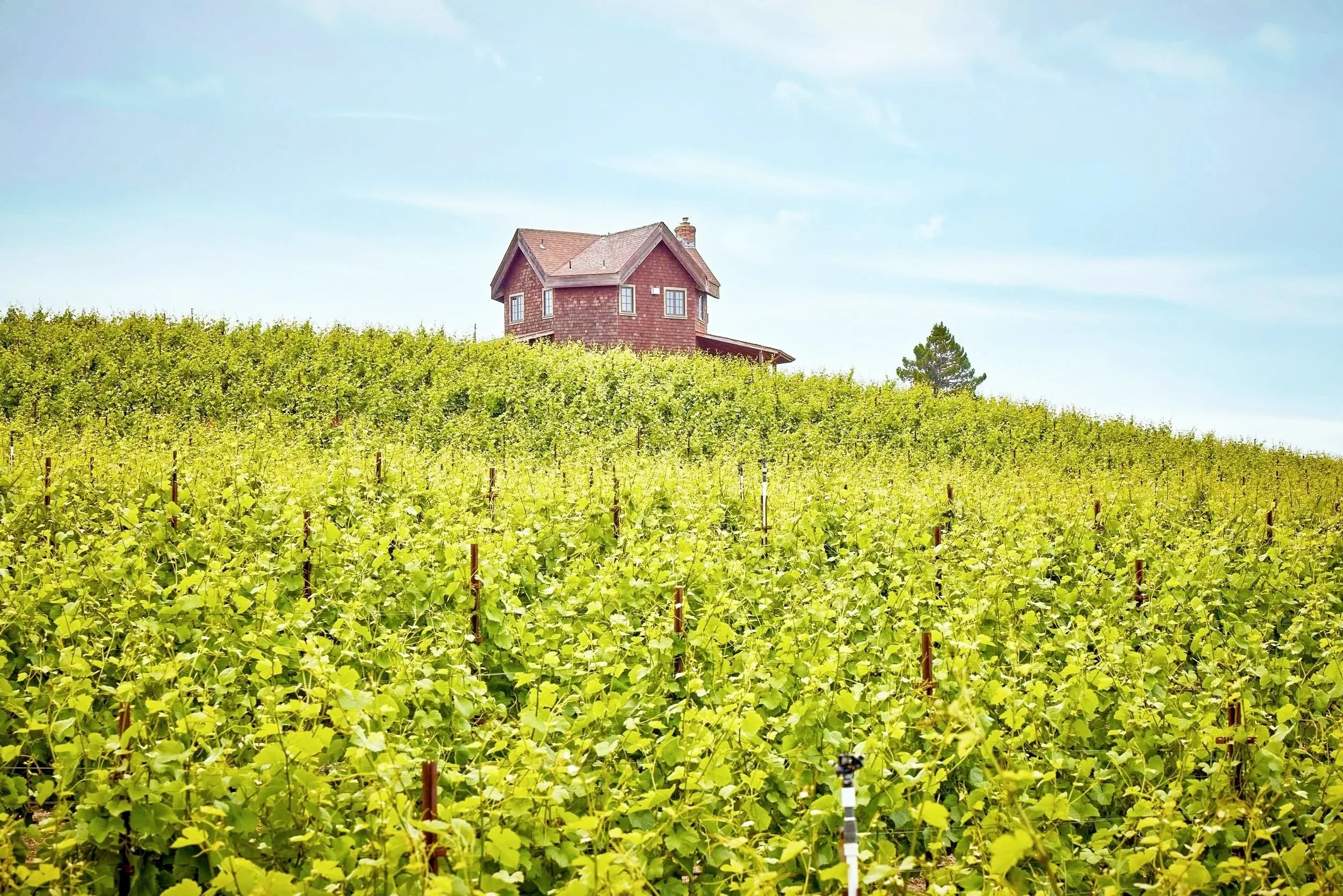 A house on a hill surrounded by green vineyard plants under a clear blue sky.
