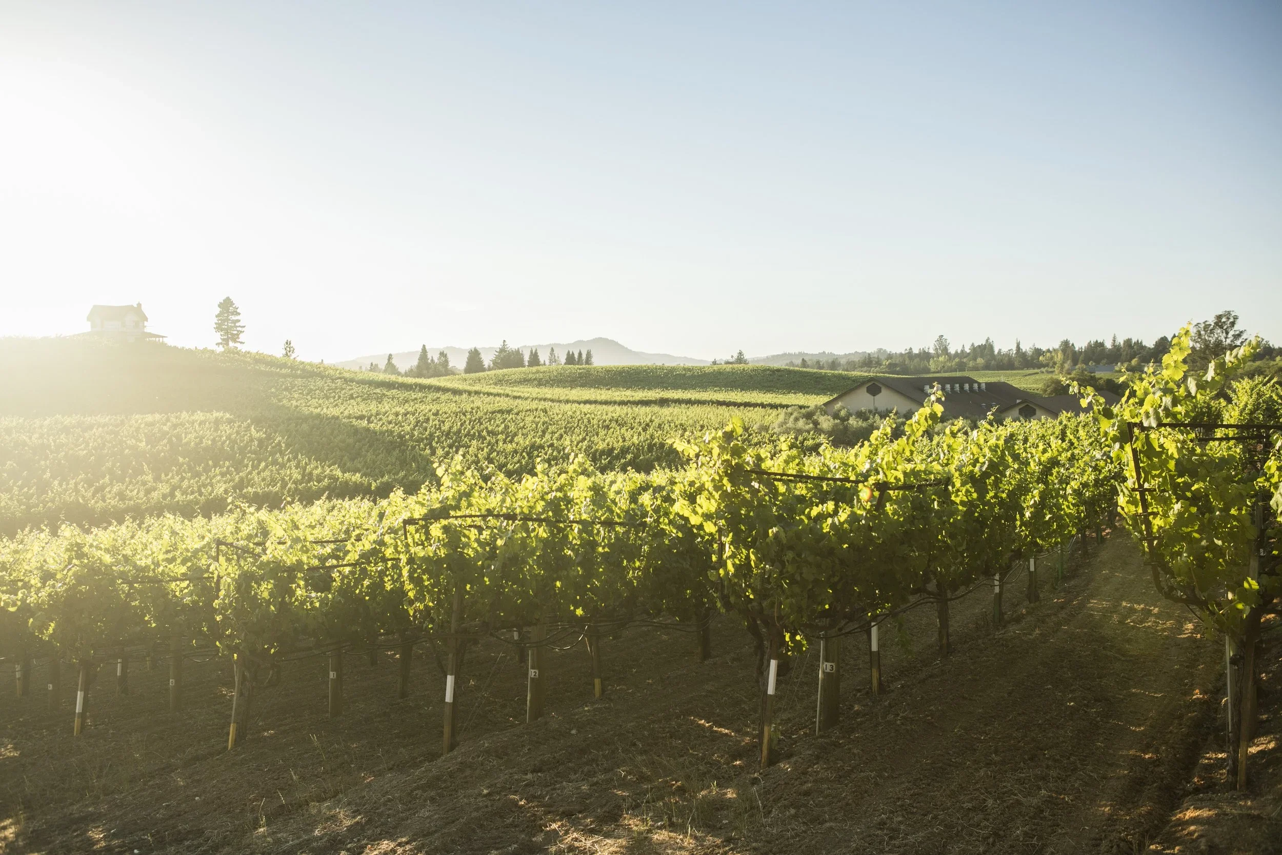 Vineyard with rows of grapevines in the foreground, a house on a hill on the left, and rolling hills and trees in the background, under a clear blue sky.