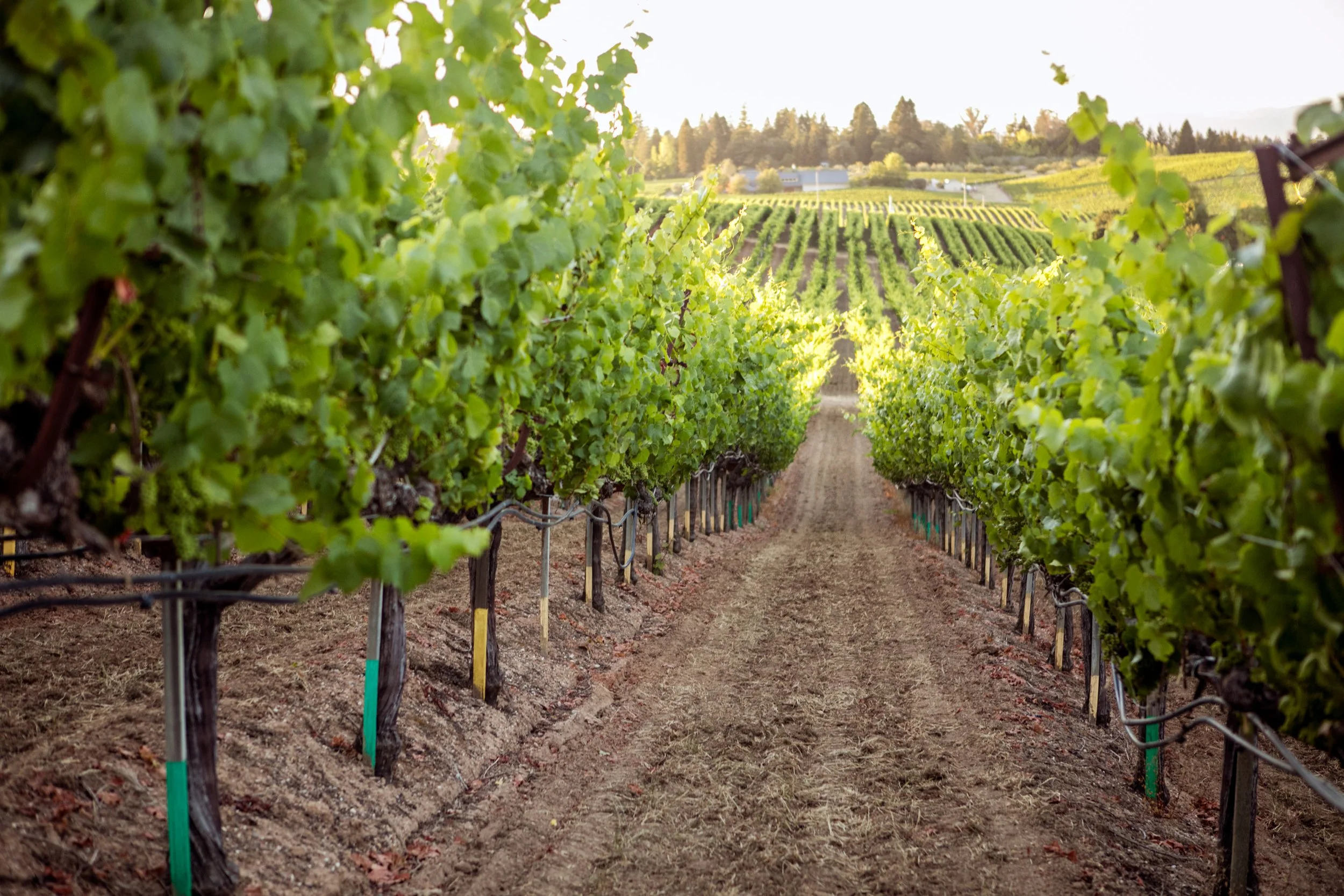 Vineyard rows with green leaves stretching into the distance under bright sunlight.