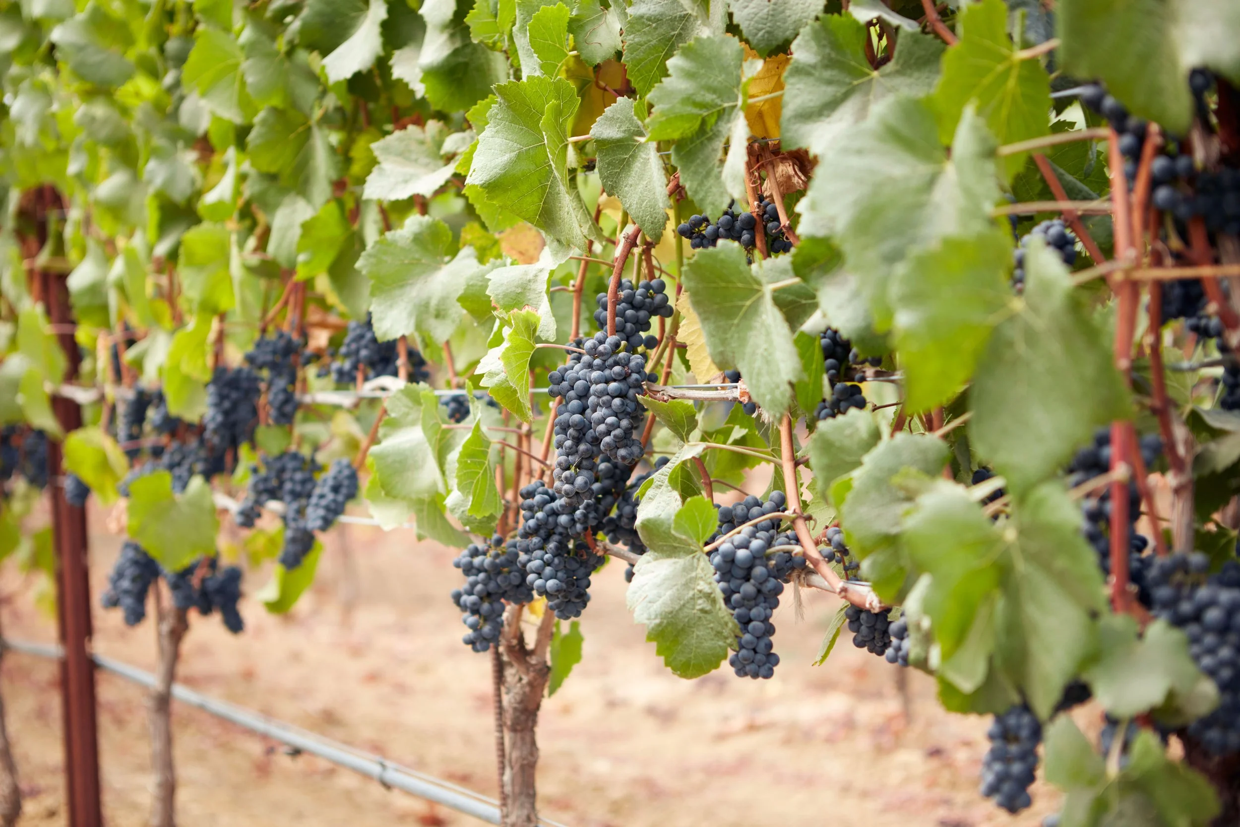 Close-up of a grapevine with clusters of dark purple grapes hanging among green leaves, supported by a wire trellis in a vineyard.