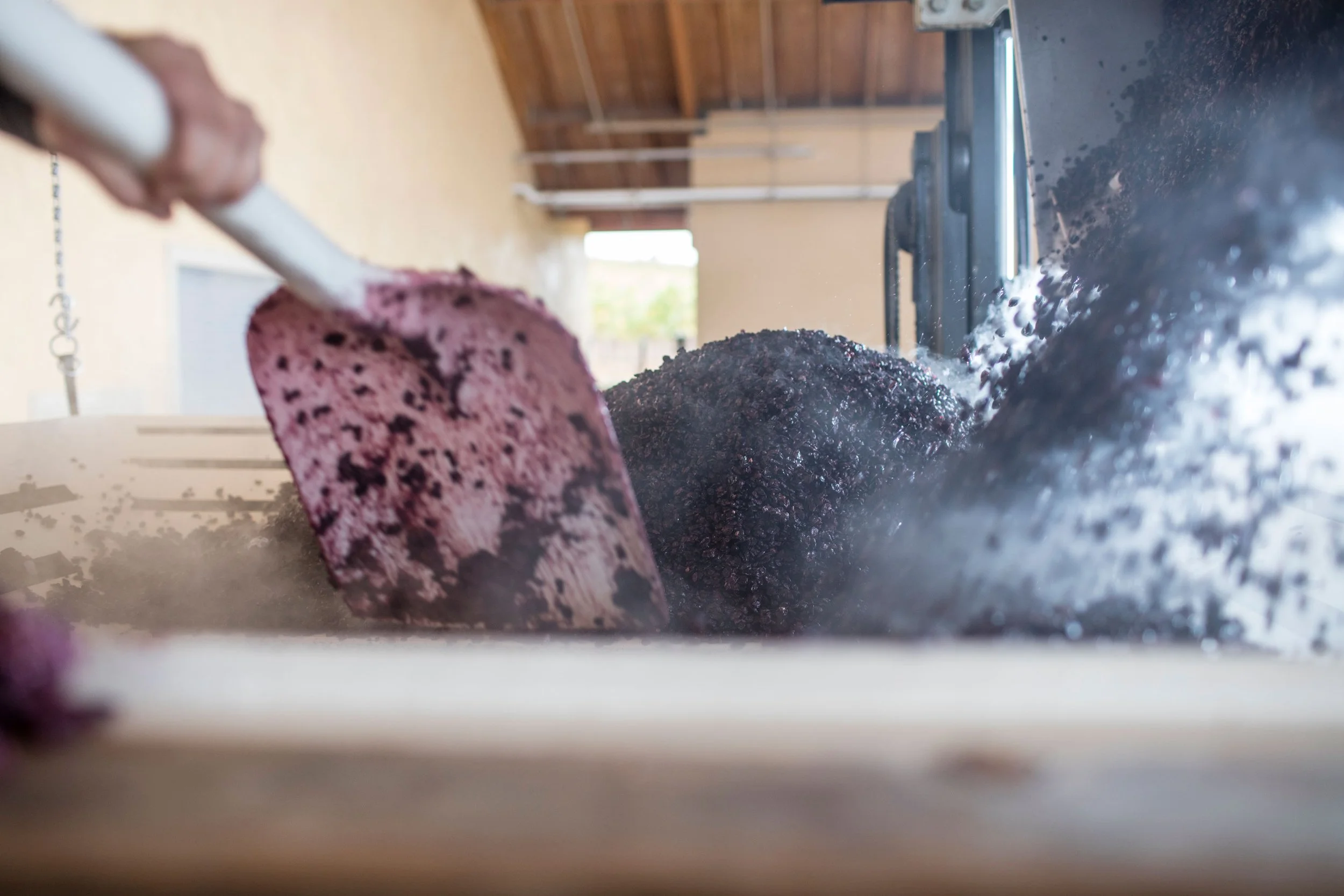 Red grapes are being crushed in a wooden press to make wine, with steam rising from the process.