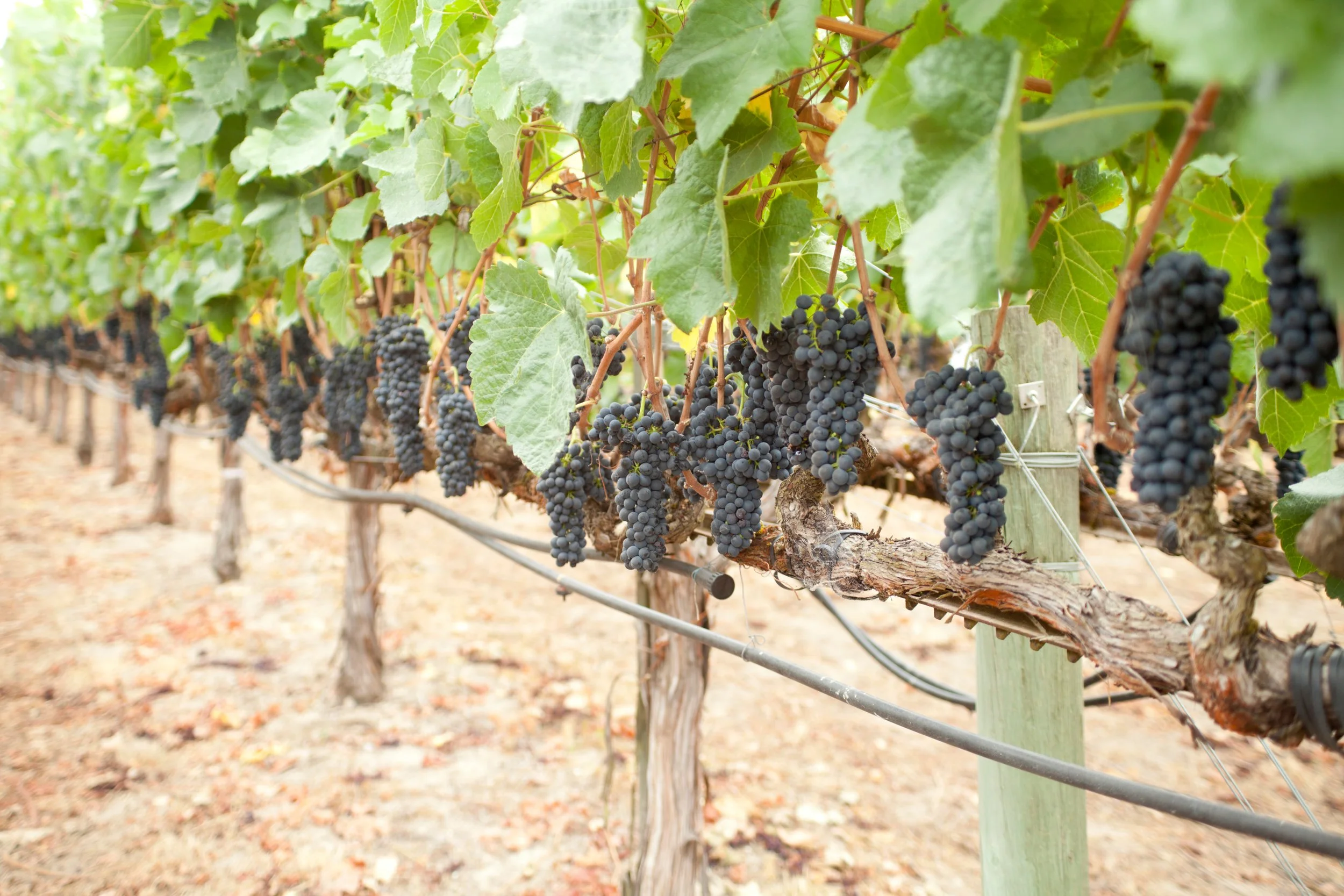 Clusters of ripe black grapes hanging from grapevines in a vineyard.