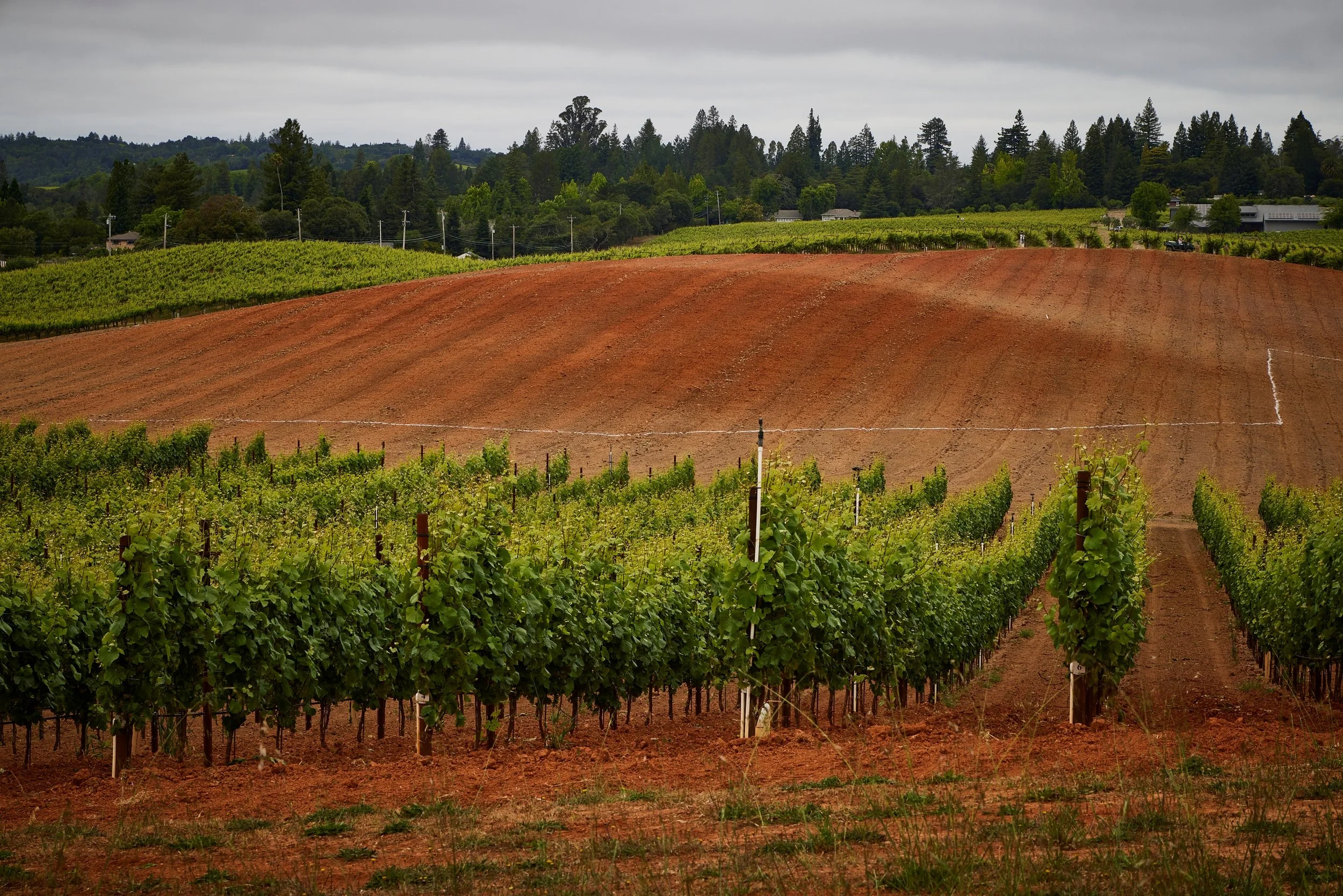 Vineyard with rows of grapevines and a plowed field in foreground, surrounded by trees and hills under a cloudy sky.